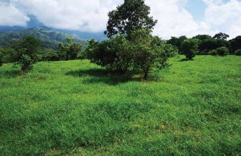 Lote 25 en San Jerónimo HSJ