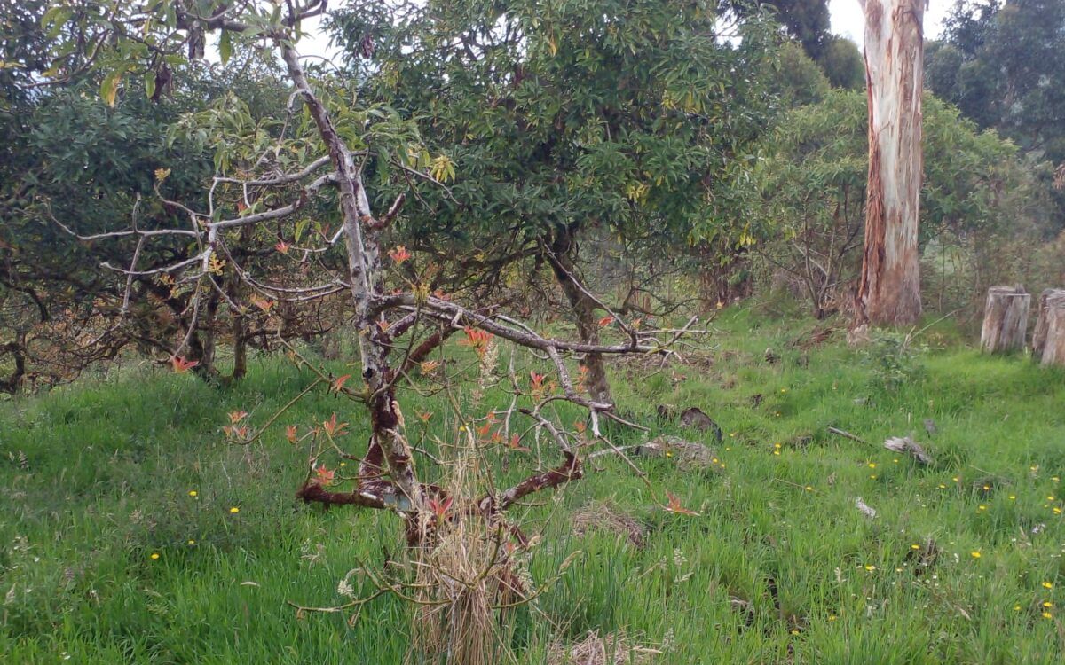 Lote en Venta La Ceja